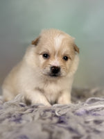 Pomeranian