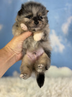 Pomeranian 