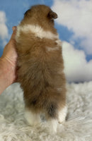 Pomeranian 