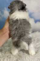 Pomeranian 