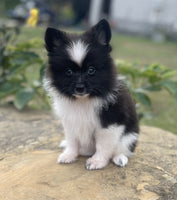 Pomeranian