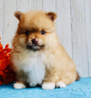 Pomeranian