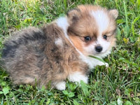Pomeranian
