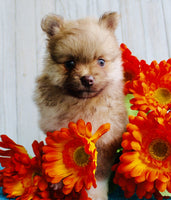 Pomeranian