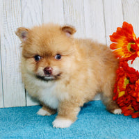 Pomeranian