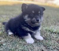 Pomsky