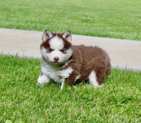 Pomsky