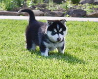 Pomsky