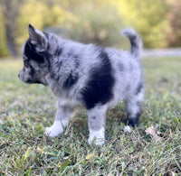 Pomsky