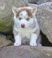 Pomsky