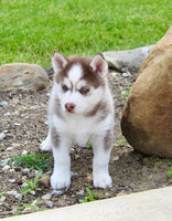 Pomsky