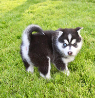 Pomsky