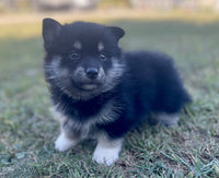 Pomsky