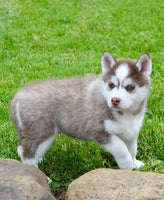 Pomsky