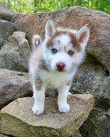 Pomsky