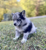 Pomsky