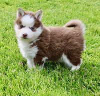 Pomsky