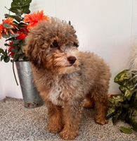 Mini Poodle