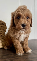 Cavapoochon
