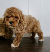 Cavapoochon