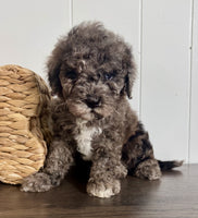 Cavapoochon