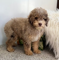 Mini Poodle
