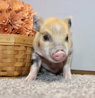 Mini Pot Belly Pig