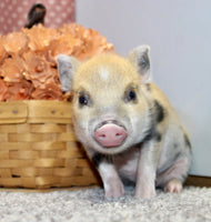 Mini Pot Belly Pig