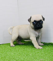 Pug