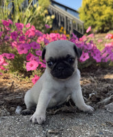 Pug