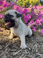 Pug