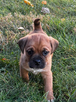 Puggle