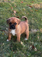 Puggle