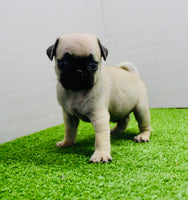 Pug