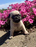Pug
