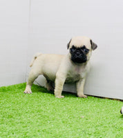 Pug