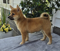  Shiba Inu