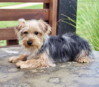 Yorkshire Terrier