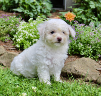 Bichpoo
