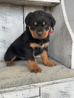 Rottweiler