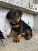 Rottweiler