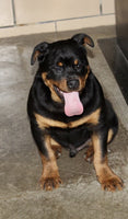 Rottweiler