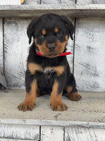 Rottweiler