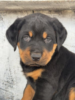 Rottweiler