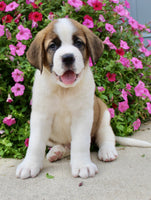 Saint Bernard