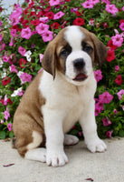 Saint Bernard