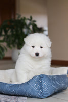 Samoyed