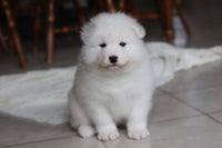 Samoyed