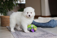 Samoyed