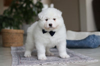 Samoyed